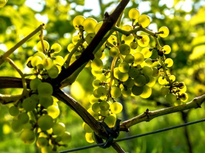 Solaris grapes in Chateaux Luna vineyard 13