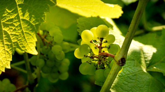 Solaris grapes growing in Chateaux Luna vineyard 6 photo