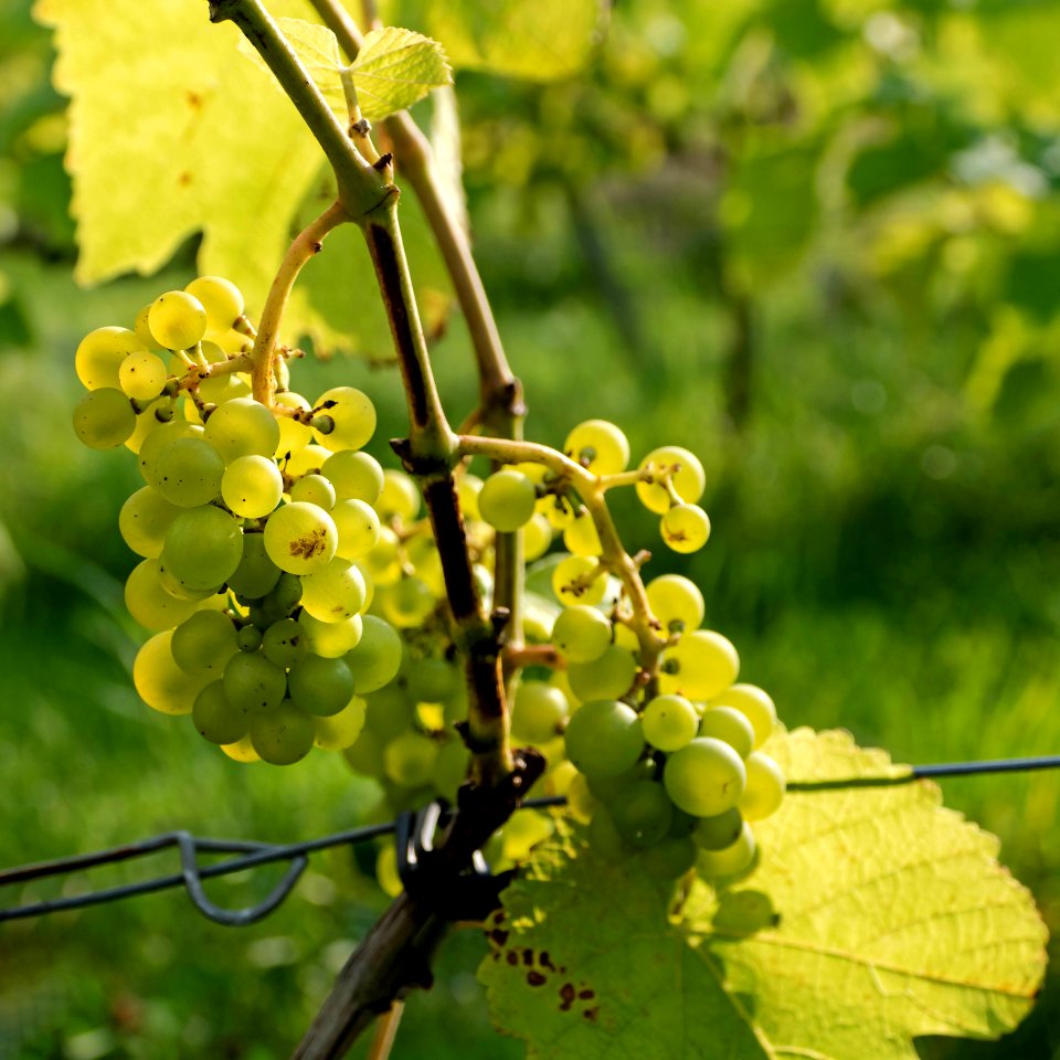 Solaris grapes growing in Chateaux Luna vineyard 2