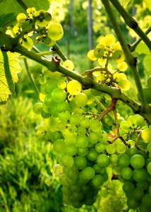 Solaris grapes growing in Chateaux Luna vineyard 10