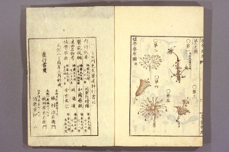 Shokugaku keigen by Udagawa Yoan. Edo Suharaya Ihachi, etc., 1837 - 055-017l