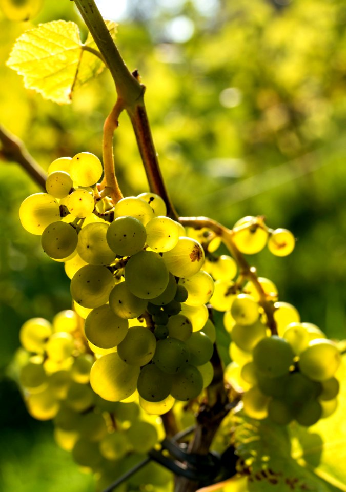 Solaris grapes in Chateaux Luna vineyard 19
