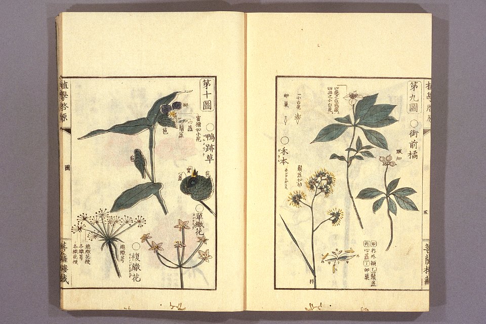 Shokugaku keigen by Udagawa Yoan. Edo Suharaya Ihachi, etc., 1837 - 055-011l