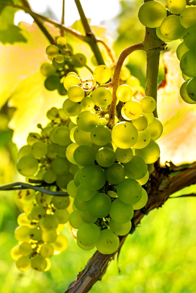 Solaris grapes in Chateaux Luna vineyard 5