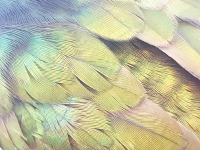 Shining cuckoo on branch closeup