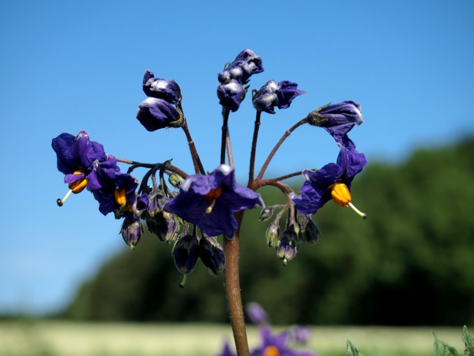 Solanum tuberosum Weißauge (03)