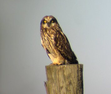 Short-eared Owl on fence post