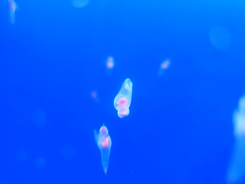 Shinagawa Aquarium 30