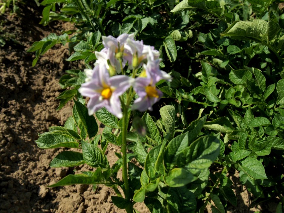 Solanum tuberosum Russet Burbank (02)