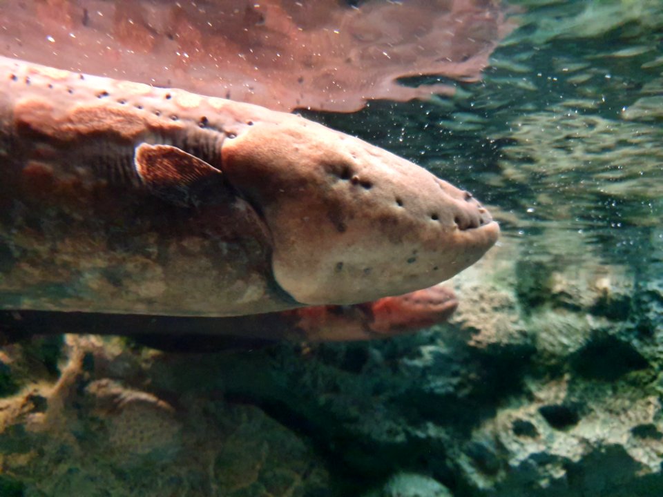 Shinagawa Aquarium 3