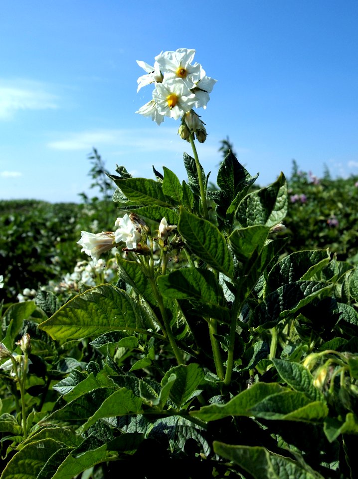 Solanum tuberosum Roslau (03)