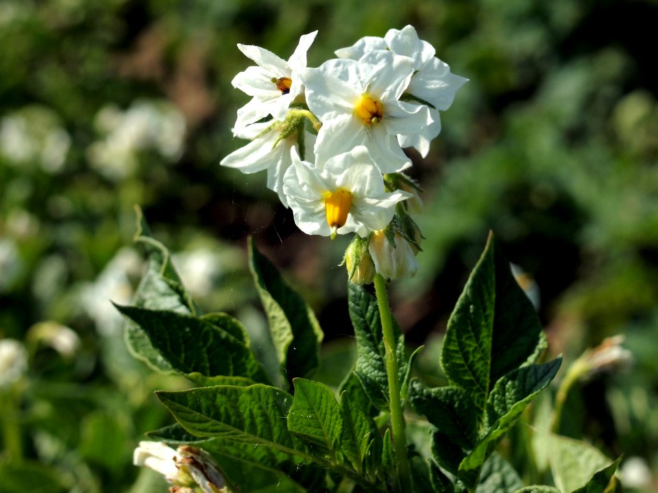 Solanum tuberosum Roslau (04)