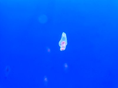 Shinagawa Aquarium 32