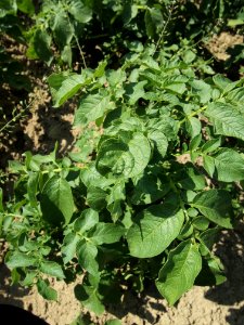 Solanum tuberosum Russet Burbank