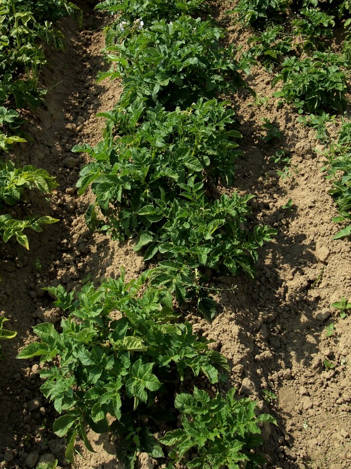 Solanum tuberosum Urberger