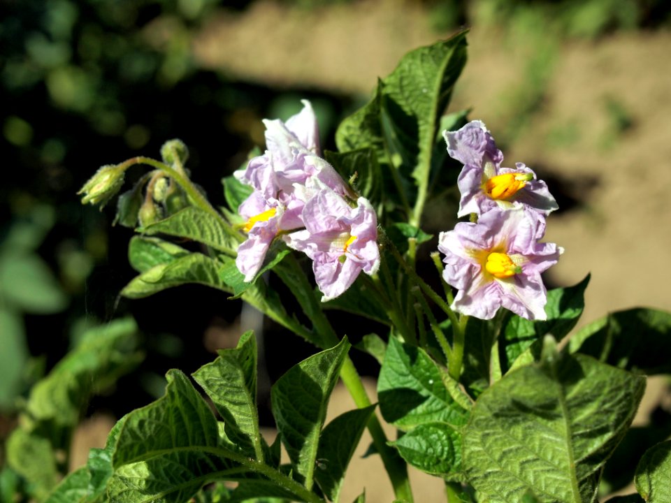 Solanum tuberosum Up to date (03)