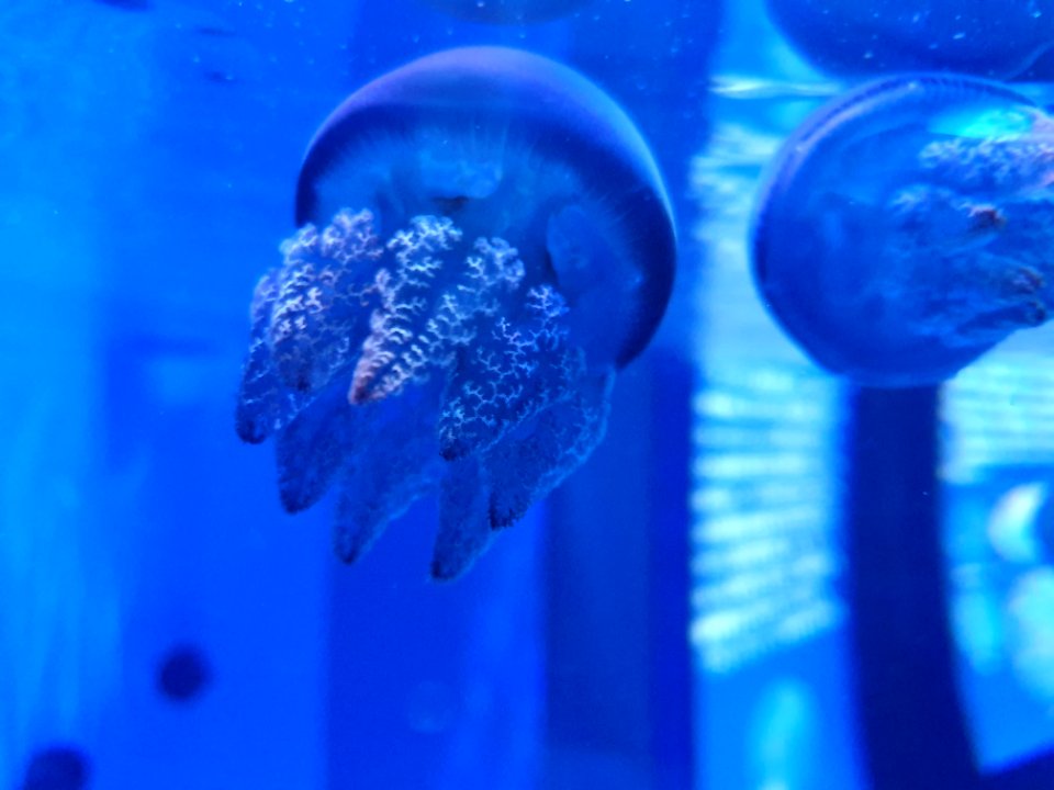 Shinagawa Aquarium 36