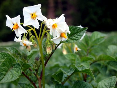 Solanum tuberosum UACH 0918 (03)