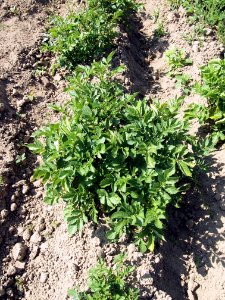 Solanum tuberosum Rosalind