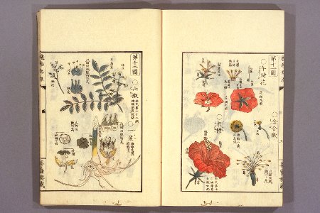 Shokugaku keigen by Udagawa Yoan. Edo Suharaya Ihachi, etc., 1837 - 055-012l