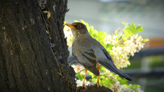 Feathers fauna tree photo