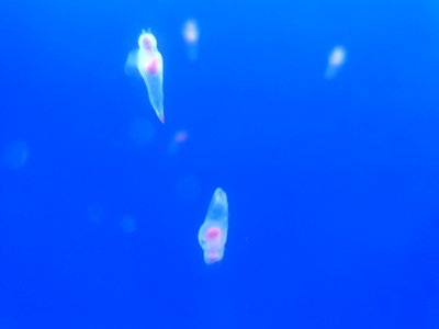Shinagawa Aquarium 50