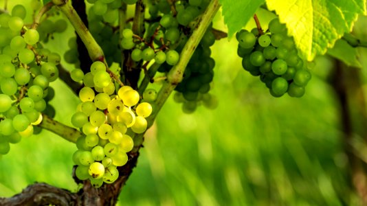Solaris grapes in Chateaux Luna vineyard 29