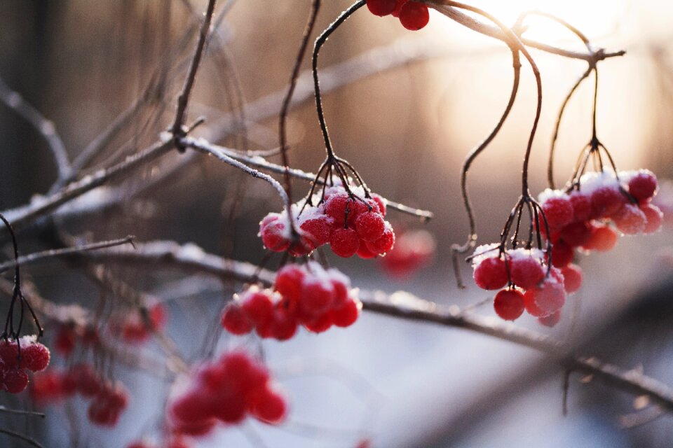 Ice twigs bush photo