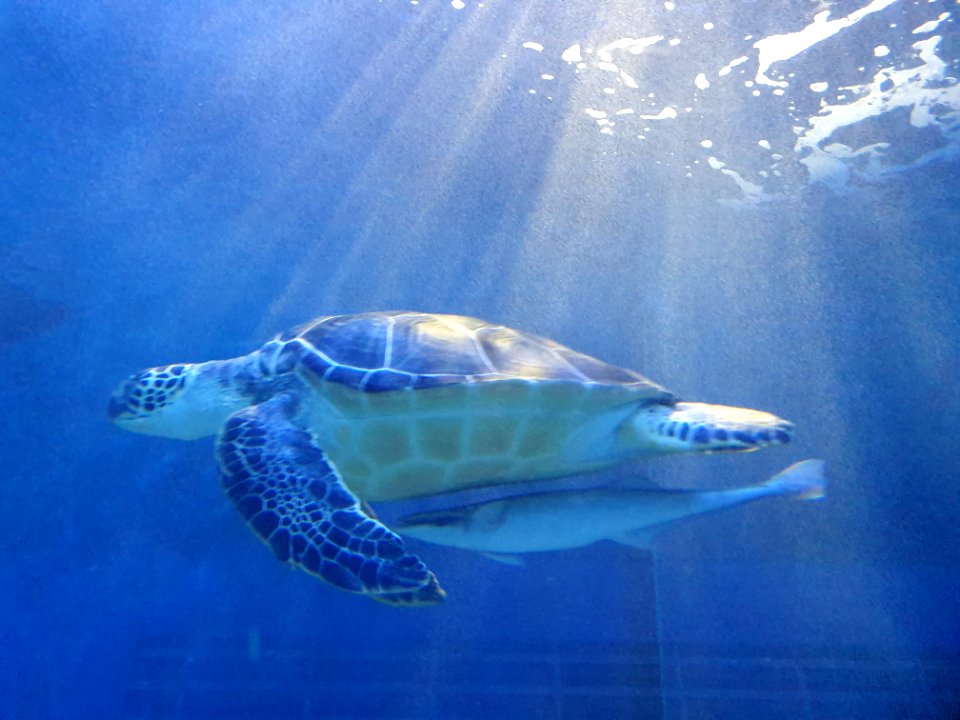 Shinagawa Aquarium 52
