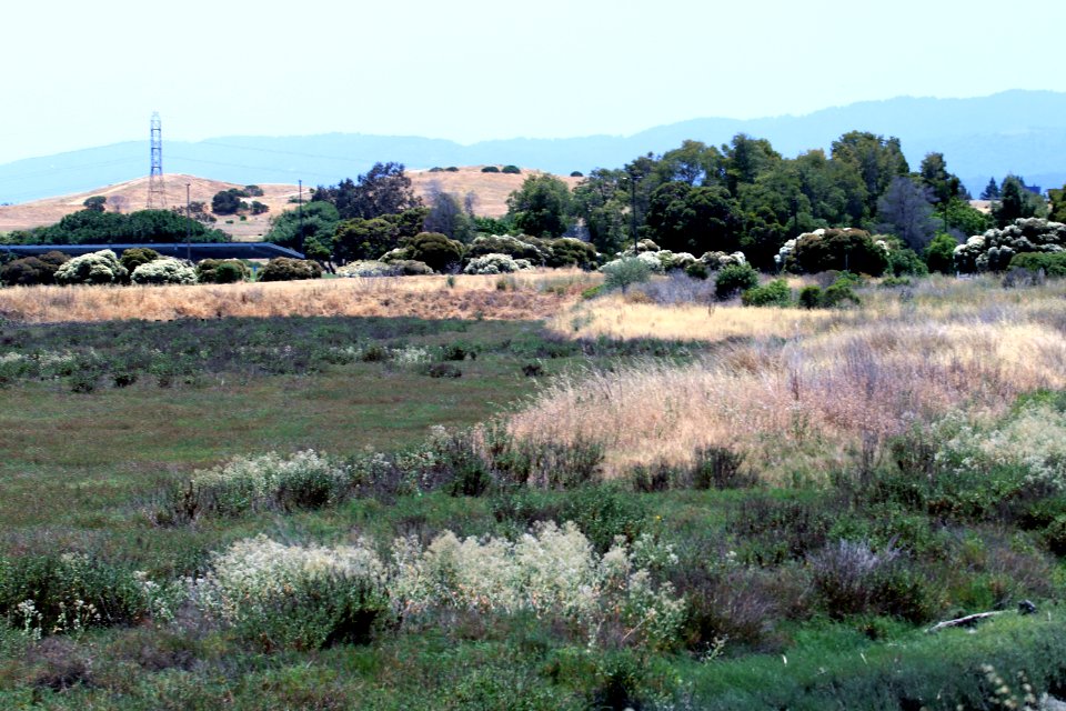 Shoreline Park Mountain View California Salt marsh IMG 2358