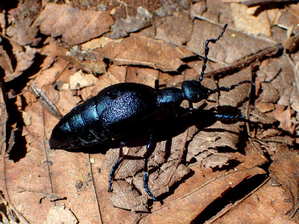 Short-winged blister beetle 2019