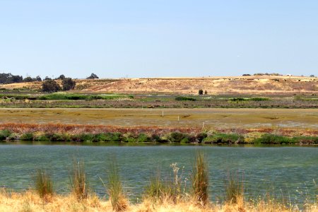 Shoreline Park salt marsh IMG 2480