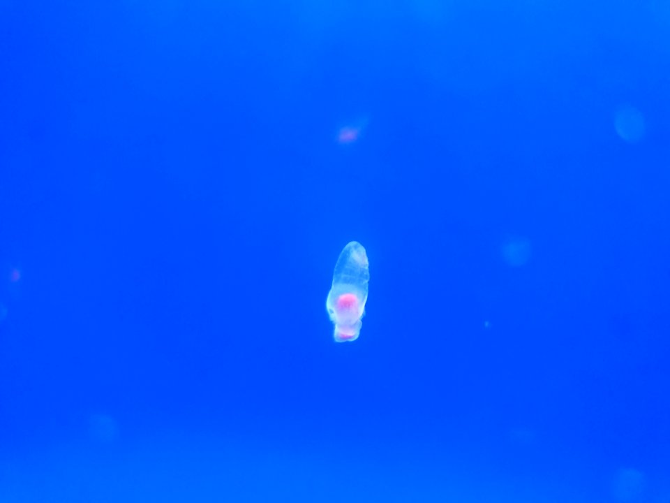 Shinagawa Aquarium 33