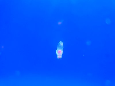Shinagawa Aquarium 33