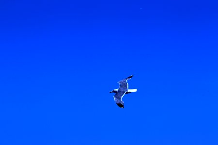 Shoreline Park, Mountain View California gull IMG 2542-2 photo