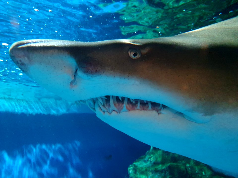 Shinagawa Aquarium 24