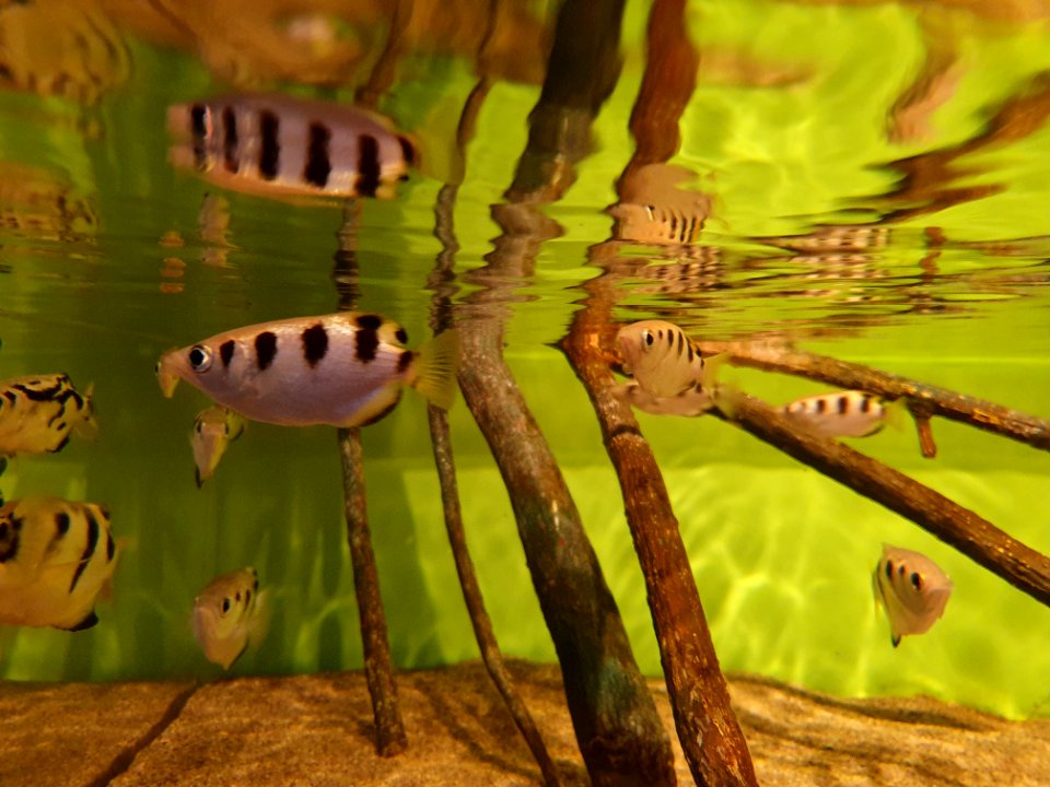 Shinagawa Aquarium 44