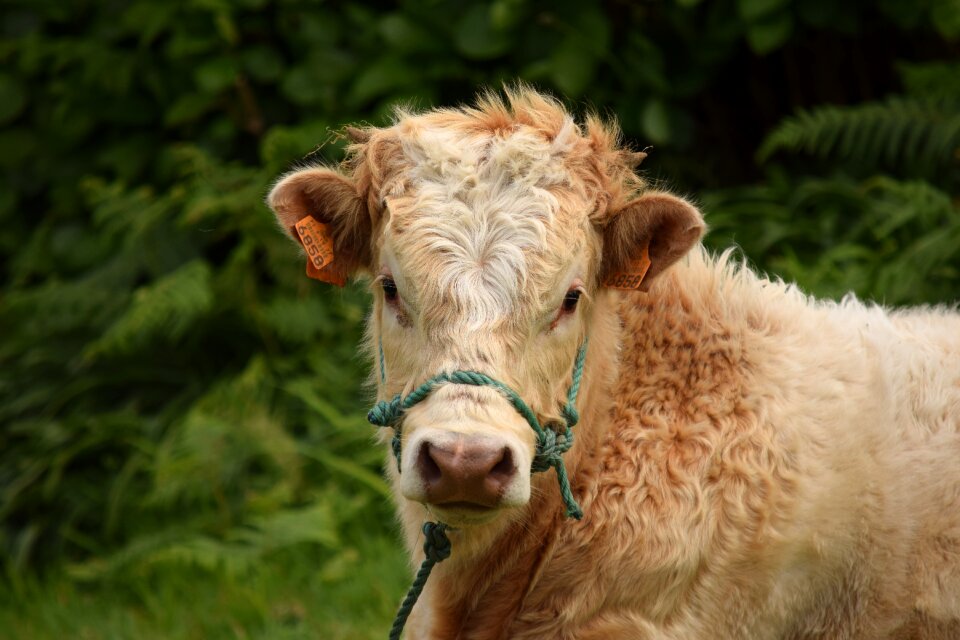 Cattle animal pasture
