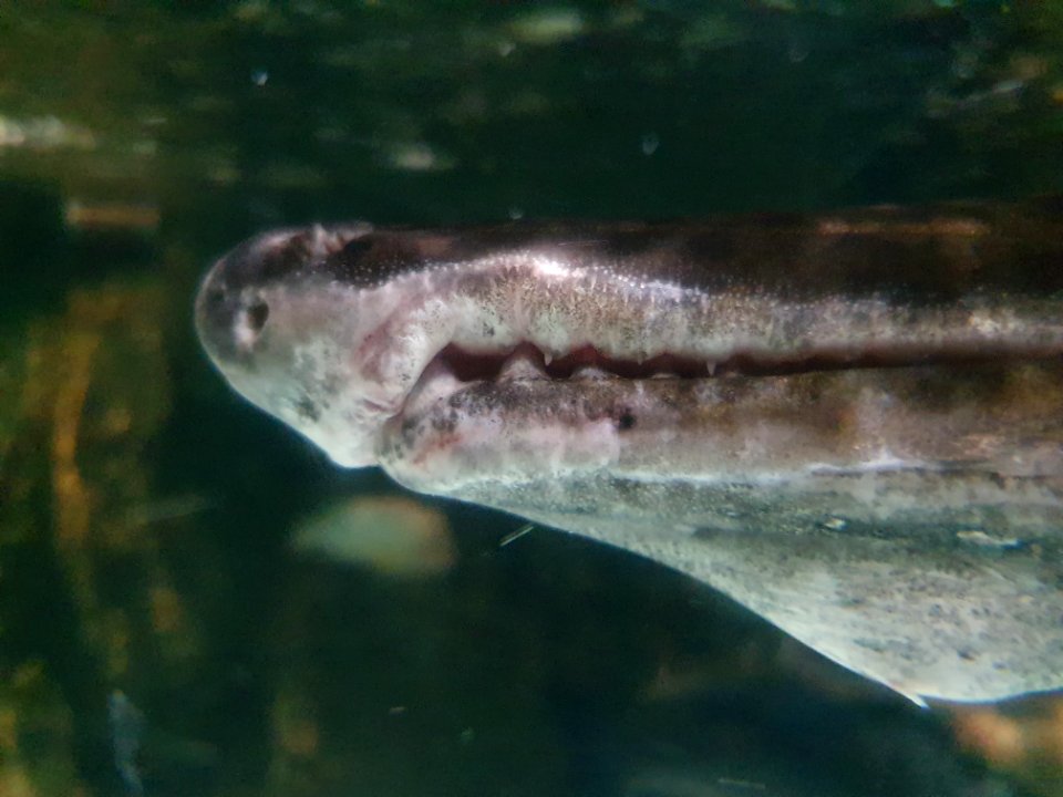 Shinagawa Aquarium 57