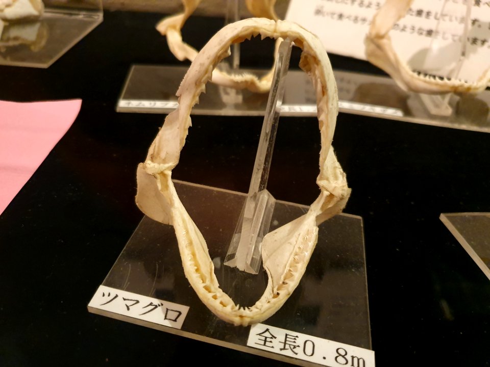 Shinagawa Aquarium 22