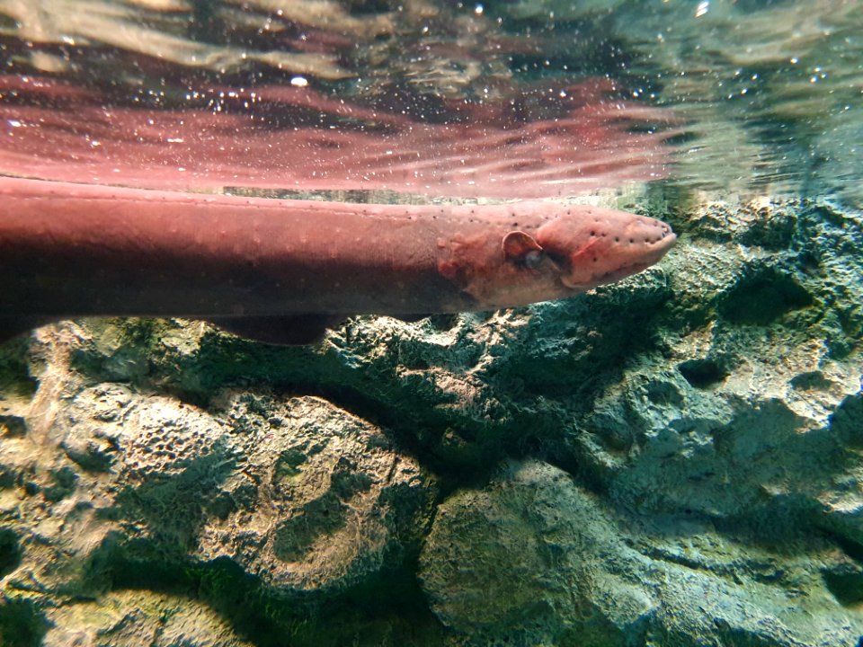 Shinagawa Aquarium 4