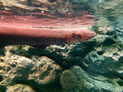Shinagawa Aquarium 4