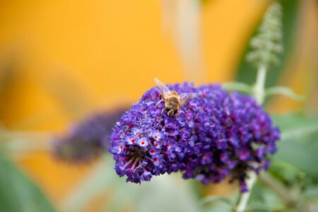 Bee garden purple photo