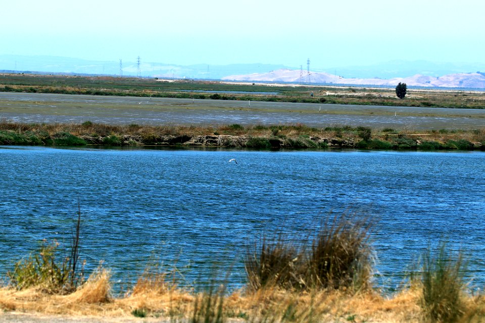 Shoreline Park Mountain View California IMG 2541