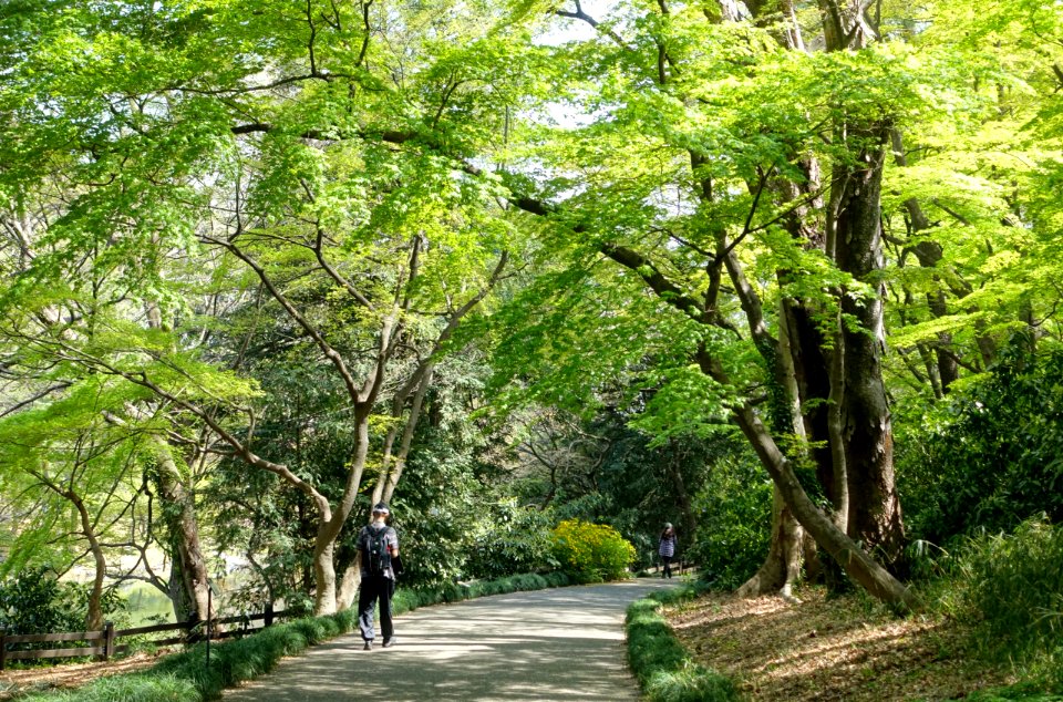 Shinjuku Gyo-en - Tokyo, Japan - DSC05607