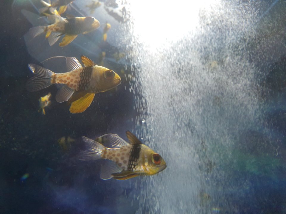 Shinagawa Aquarium 38