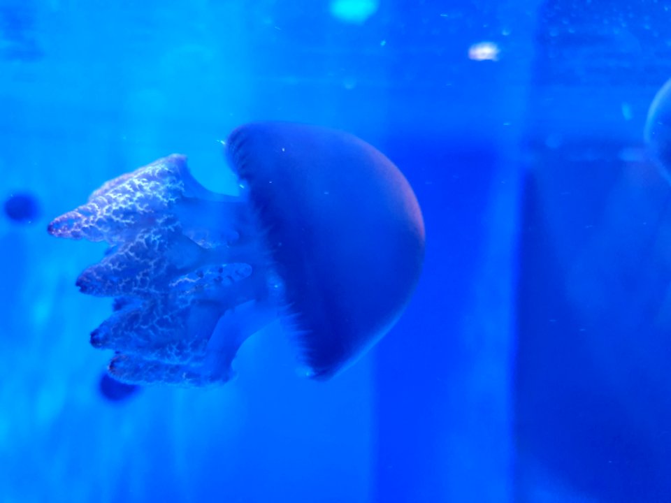 Shinagawa Aquarium 39