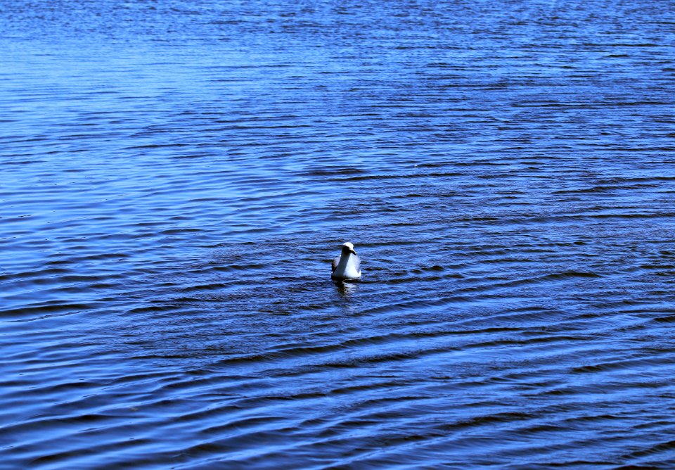 Shoreline Park Mountain View California IMG 2594 copy