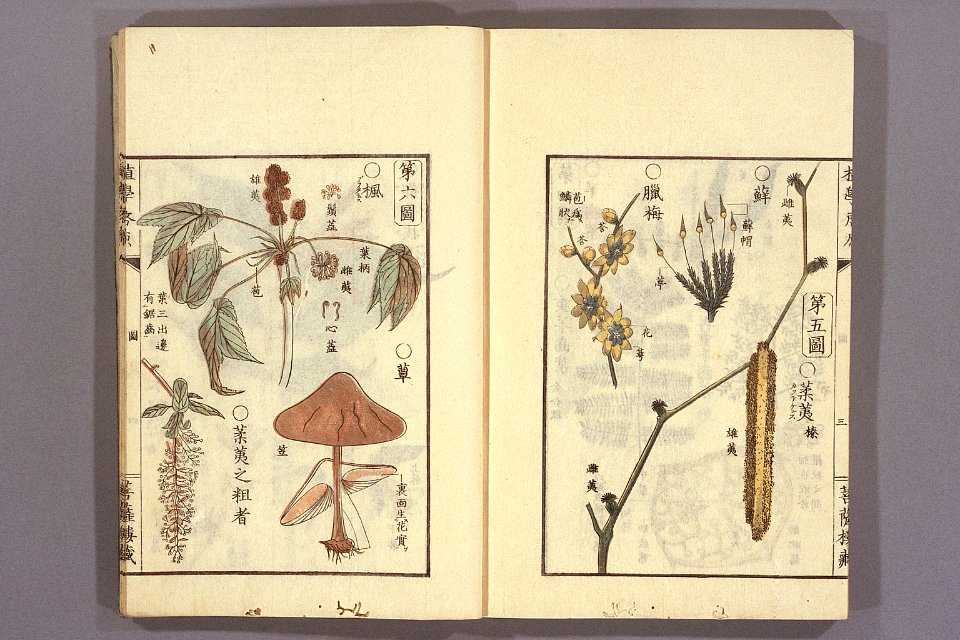 Shokugaku keigen by Udagawa Yoan. Edo Suharaya Ihachi, etc., 1837 - 055-009l