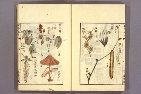 Shokugaku keigen by Udagawa Yoan. Edo Suharaya Ihachi, etc., 1837 - 055-009l